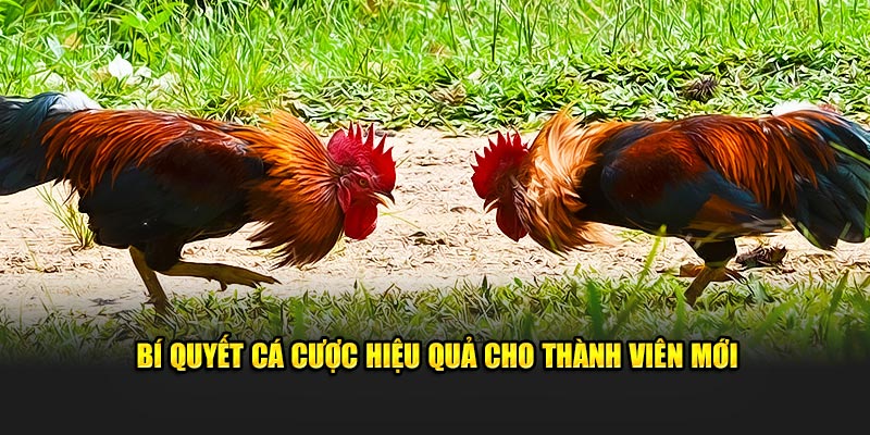 Bí quyết cá cược hiệu quả cho thành viên mới