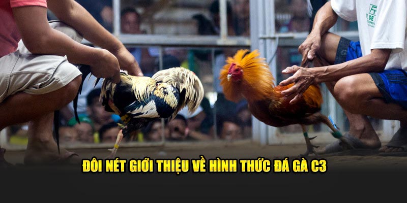 Đôi nét giới thiệu về hình thức đá gà C3