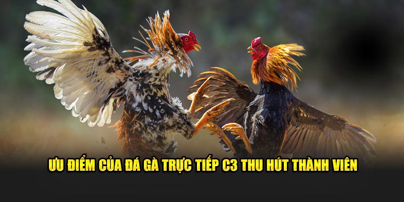 Ưu điểm của đá gà trực tiếp C3 thu hút thành viên